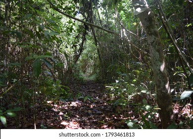 Barro Colorado Island In Panama.