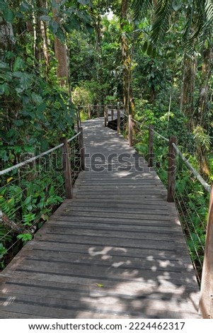 Barron Falls Lookout Track-wooden walkway suspended above the forest floor winding through the lush rainforest of tropical trees and ferns covering the Atherton Tablelands area. Kuranda-QLD-Australia.