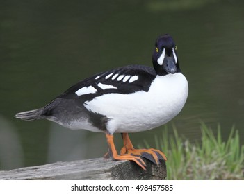 Barrows Goldeneye