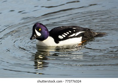 A Barrows Goldeneye