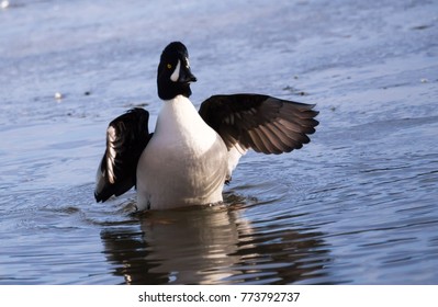 A Barrows Goldeneye