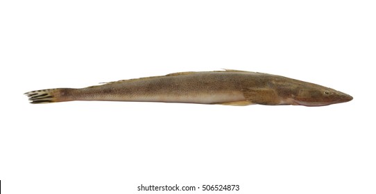 Bartail Flathead Fish Isolated On White Stock Photo (Edit Now) 506524870