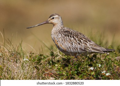 Bar-tailed Godwit In Arctic Tundra Nesting Habitat