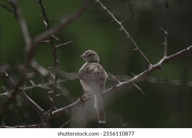 Bar-winged prinia bird  White wing bars, white throat, pale yellow belly, and black-and-white tips to tail feathersA twanging, repetitive “chwet-chwet-chwet” or “cheweet-cA sharp “chwit” and a harsh,  - Powered by Shutterstock