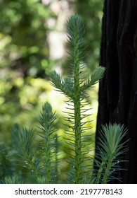 Basal Shoot Of China Fir In Forest