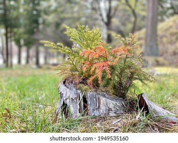 Basal Shoots On Japanese Cedar