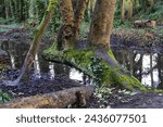 Base of a beech tree (Fagus sp) beside a puddle in the Oare Gunpowder Works Country Park, Faversham, Kent, UK.