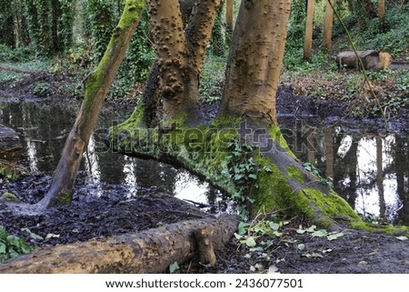 Base of a beech tree (Fagus sp) beside a puddle in the Oare Gunpowder Works Country Park, Faversham, Kent, UK.