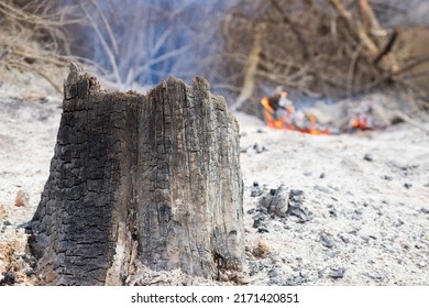 Base Of A Broken Tree Trunk Destroyed By Fire. Out Of Focus Background With Trunk On The Ground Burning In Flames. Apocalyptic Image Of A Destroyed Forest. Fire In Navarre, Spain, In June 2022.