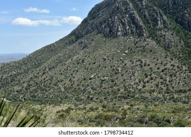 The Base Cliff Of The Guadalupe Peak