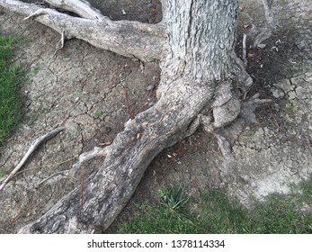 Base Of A Fig Tree In Dead Looking Soil.