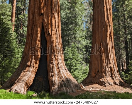 The Base of a Giant Sequoia Tree on a Sunny day in Sequoia National Park, Sierra Nevada, California, United States