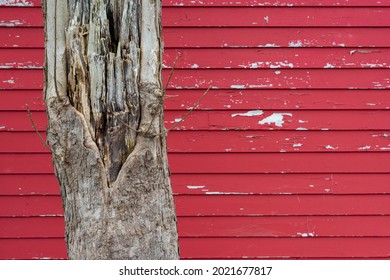 The Base Of A Large Rotting Tree With Bark And Damage To The Exterior Layers. The Tree Is In Front Of A Bright Red Wooden Clapboard Exterior Wall Of A House. The Paint Is Peeling On The Wall.