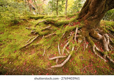 The base of a moss-covered maple tree in the grounds of Jojakko-ji Temple