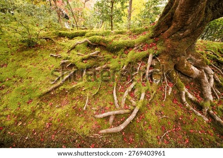 The base of a moss-covered maple tree in the grounds of Jojakko-ji Temple