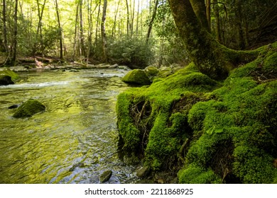 Base of Mossy Tree Along Lynn Camp Prong in Great Smoky Mountains National Park