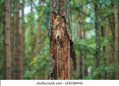 Base Of A Pine Tree With Bark Beetle Holes. These Insects Reproduce In The Inner Bark And Kill Live Trees.