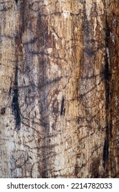 Base Of A Pine Tree With Bark Beetle Mines. These Insects Reproduce In The Inner Bark And Kill Live Trees. 