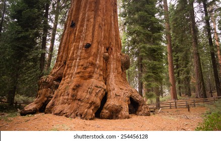 Base Roots Giant Sequoia Tree Forest California