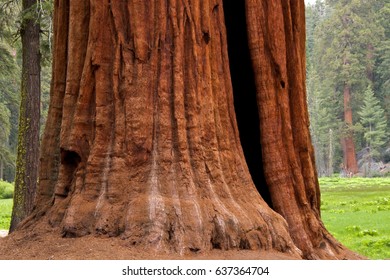 Base Of A Sequoia Tree, Big Trees Trail, Sequoia National Park.