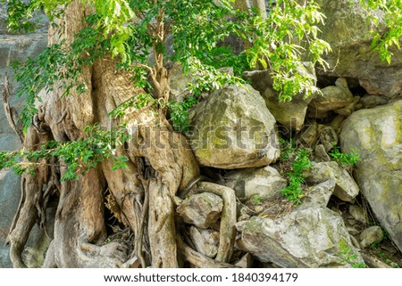 The base of the tree with the rock in forest. Tree root ground view.

