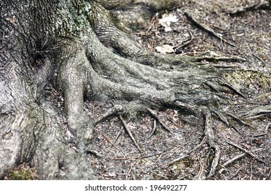 The base of a tree with roots blending into the dirt.