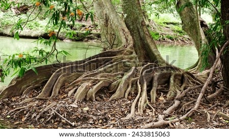 The base of tropical tree with large buttress roots at the edge of a swamp in the jungle of Thailand. Tree root ground view.