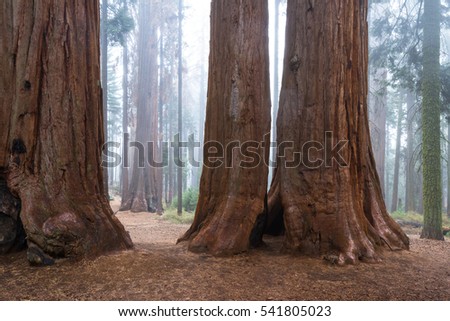 base and trunk of a giant sequoia tree in a forest in the Sequoia National Park in California