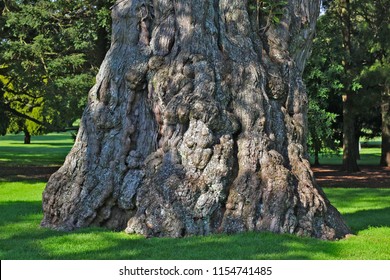 Base Of A Very Old Tree