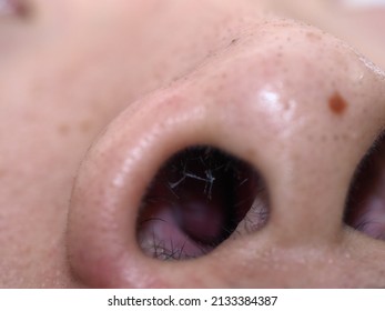 The Base View Of The Nose In Macro Photography Showing Nasal Passage And Nasal Hair