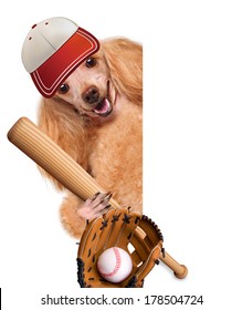 Baseball Dog With A Baseball