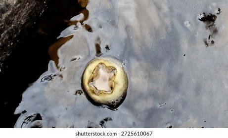 Based on the image provided, this appears to be the calyx (the "cap") and a portion of a fruit floating in murky water.
​Given the distinct four-pointed star shape and the yellowish-green color, it is most likely a Water Apple (also known as Syzygium samarangense, wax apple, or jambu air) or a related species of Guava.