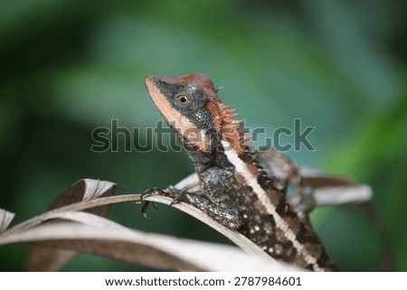 Based on the image provided, this is a Forest Crested Lizard, Calotes emma, also commonly known as Emma Gray's Forest Lizard.