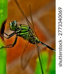 Based on the visual characteristics, the insect in your image is most likely a Slender Skimmer (Orthetrum sabina). This species is commonly found in Indonesia, called Capung Hijau. 

Coloration: It features a distinctive green or greenish-yellow body marked with bold, black patterns.

Abdomen: The species is easily recognized by its very slender abdomen, which is noticeably swollen at the base (segments 1-3) and ends with prominent white or pale appendages.

Behavior: These dragonflies are aggressive predators and are often seen perching on vegetation near open water or in gardens. 

Similar Species - While it closely resembles some other dragonflies, there are notable differences:

Eastern Pondhawk (Erythemis simplicicollis): Females are similarly bright green with black bands, but they generally have a thicker abdomen compared to the Slender Skimmer.

Green Darner (Anax junius): These are typically much larger with a solid green thorax and often a blue abdomen in males.