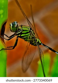 Based on the visual characteristics, the insect in your image is most likely a Slender Skimmer (Orthetrum sabina). This species is commonly found in Indonesia, called Capung Hijau. 

Coloration: It features a distinctive green or greenish-yellow body marked with bold, black patterns.

Abdomen: The species is easily recognized by its very slender abdomen, which is noticeably swollen at the base (segments 1-3) and ends with prominent white or pale appendages.

Behavior: These dragonflies are aggressive predators and are often seen perching on vegetation near open water or in gardens. 

Similar Species - While it closely resembles some other dragonflies, there are notable differences:

Eastern Pondhawk (Erythemis simplicicollis): Females are similarly bright green with black bands, but they generally have a thicker abdomen compared to the Slender Skimmer.

Green Darner (Anax junius): These are typically much larger with a solid green thorax and often a blue abdomen in males.