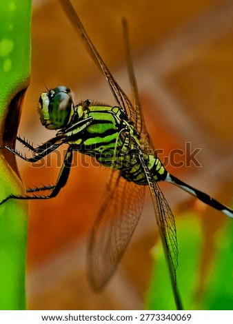 Based on the visual characteristics, the insect in your image is most likely a Slender Skimmer (Orthetrum sabina). This species is commonly found in Indonesia, called Capung Hijau. 

Coloration: It features a distinctive green or greenish-yellow body marked with bold, black patterns.

Abdomen: The species is easily recognized by its very slender abdomen, which is noticeably swollen at the base (segments 1-3) and ends with prominent white or pale appendages.

Behavior: These dragonflies are aggressive predators and are often seen perching on vegetation near open water or in gardens. 

Similar Species - While it closely resembles some other dragonflies, there are notable differences:

Eastern Pondhawk (Erythemis simplicicollis): Females are similarly bright green with black bands, but they generally have a thicker abdomen compared to the Slender Skimmer.

Green Darner (Anax junius): These are typically much larger with a solid green thorax and often a blue abdomen in males.