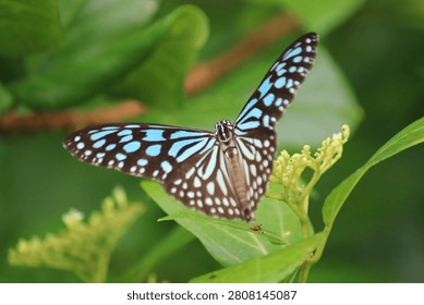 Based on the visual characteristics, this butterfly is known as the Blue Tiger, 