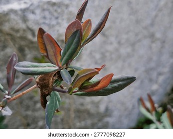 Based on the visual features of the plant in the selected area, it appears to be a species of Manzanita (Arctostaphylos), likely Arctostaphylos columbiana (Hairy Manzanita).