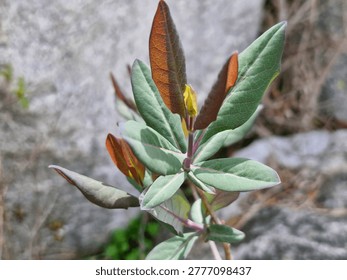 Based on the visual features of the plant in the selected area, it appears to be a species of Manzanita (Arctostaphylos), likely Arctostaphylos columbiana (Hairy Manzanita).