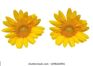 Based on a white background Sunflower flower