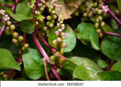 Basella Rubra, Malabar Spinach, Ceylon Spinach, Indian Spinach, Malabar Nightshade, Vine Spinach (Basellaceae)