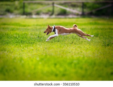 Basenji  