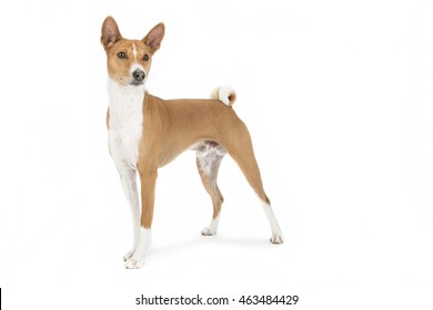 Basenji