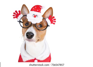 Basenji Dog Dressed In Santa Claus Suit. Isolated On The White Background.