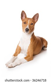 Basenji Dog Isolated On White