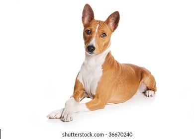 Basenji Dog Isolated On White