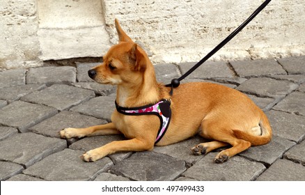 Basenji dog known as the barkless dog  this, dog breed is far from mute. The Basenji makes a wide variety of delightful vocalizations, including yodels