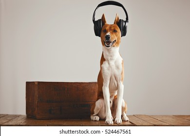 Basenji dog in large professional headphones smiling and singing sitting next to a wooden box in a studio