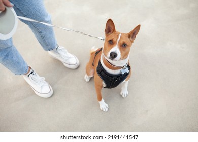 Basenji Dog On A Leash Walking With Owner Outdoors. Training