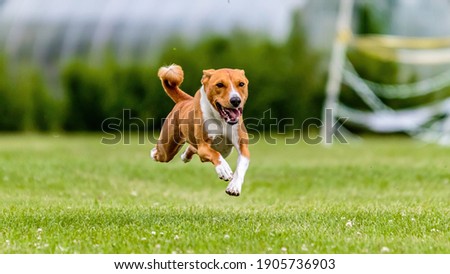 Similar – Image, Stock Photo Margaret Dog Grass Green